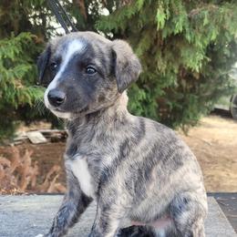 Fenrir - Black brindle male Whippet puppy in Goldendale, Washington from Amulet Charm