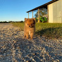 Kodak - Orange sable male Pomeranian puppy in Mississippi from Chainbreakerkennels