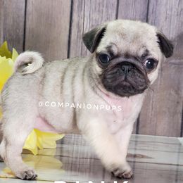Pug Puppies from Companion Pups