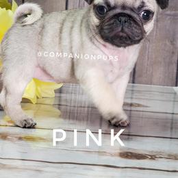 Pug Puppies from Companion Pups