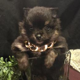 Lg Boy 1 - Black and tan parti male Pomeranian puppy in Bloomingdale, New Jersey from Bella Luna Pomeranians
