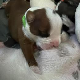 Green - Fawn male Boxer puppy in Evington, Virginia from Boxer Tails