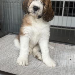 Saint Berdoodle Puppies from Country Manor Saint Berdoodles