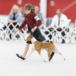 Emerson - Basenji