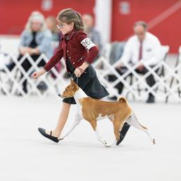 Emerson - Basenji