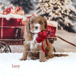 Lucy - Apricot female Australian Labradoodle puppy in Hurricane, Utah from Red Desert Doodles