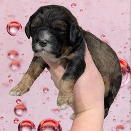 LoveBug - Sable female Cavapoo puppy in Coshocton, Ohio from Forever Family Puppies