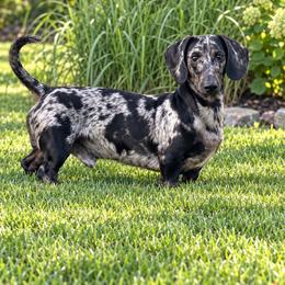 Ruger  proven sire and couch potato - Dapple male Dachshund puppy in Madison, Wisconsin from SK Miniature   Dachshunds