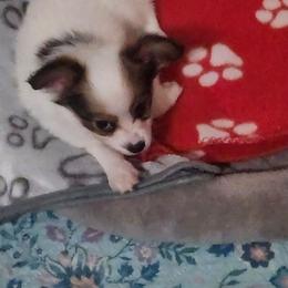 Porthos. Boy 2 - Fawn and white male Papillon puppy in Bon Aqua, Tennessee from Rene's Papillon