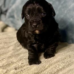 Boy 2 - Black and white male Assorted Doodle Crosses puppy in Tropic, Utah from Lady Paws-Kara