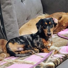Rocky - Black and tan male Dachshund puppy in Windom, Minnesota from Wyrmhund Dachshunds