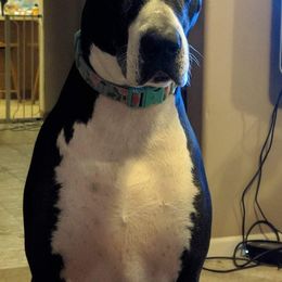 Great Dane Puppies from Lil Dane Loves