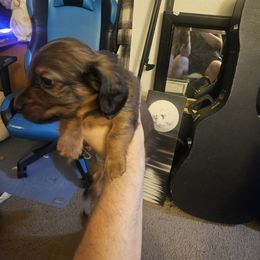 Dachshund Puppies from Pearson Federico