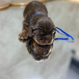 Reuben - Chocolate male Cavalier King Charles Spaniel puppy in El Campo, Texas from Longhorn Cavaliers