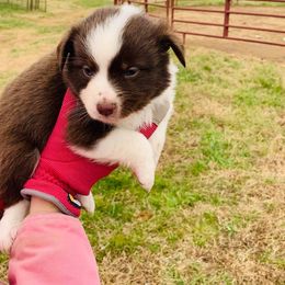 Miniature Australian Shepherd and Toy Australian Shepherd Puppies from Ozoodle’s Kennel