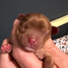 Ruby girl - Ruby female Cavalier King Charles Spaniel puppy in Queen Creek, Arizona from Andresen's Cavaliers