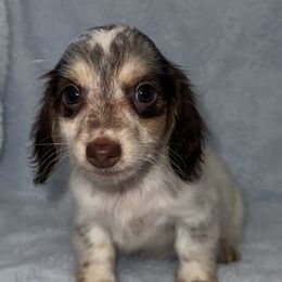 Girl 1 - Piebald female Dachshund puppy in Turlock, California from Vibrant Dachshunds
