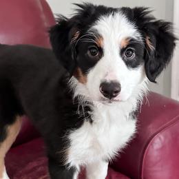 Oats - female Australian Mountain Doodle puppy in Melrose, New York from Rosewood Pine Doodles