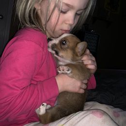 American Corgi and Pembroke Welsh Corgi Puppies from Chaotic Corgi’s
