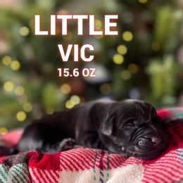 Little Vic - Black male Labrador Retriever puppy in Puyallup, Washington from 12 Door Farm Labradors