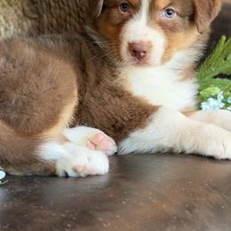Toby-has tail-many videos - Red tri-color male Australian Shepherd puppy in Troy, South Carolina from Australian Shepherds of 3/W Farms