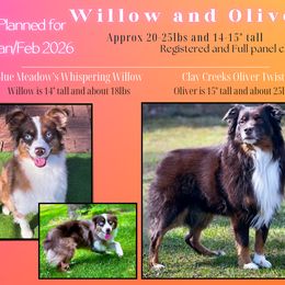Miniature Australian Shepherd puppies from Dusty Spring Australian Shepherds, LLC
