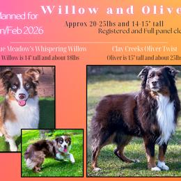 Miniature Australian Shepherd puppies from Dusty Spring Australian Shepherds, LLC