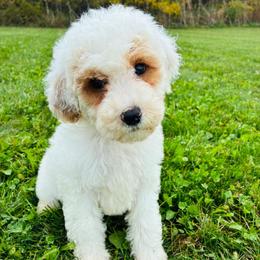 Casper - Parti male Goldendoodle puppy in Auburn, Indiana from Martin’s Doodles