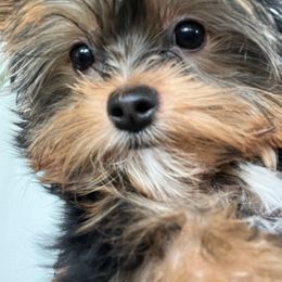 Yorkshire Terrier Puppies from Jackie Jenny’s Precious Yorkies