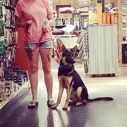 German Shepherd All Grown Up from Hundes Des Waldes Working dogs