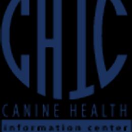 Labrador Retriever Puppies from Flashylabs AKC GRAND CHAMPION SIRED