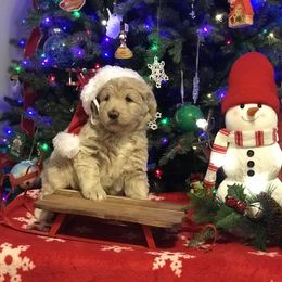 Goldendoodle, Schnoodle, and Sheepadoodle Puppies from Dood Ranch