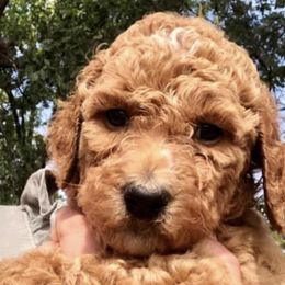 Labradoodles from Jessie’s Doodle Family
