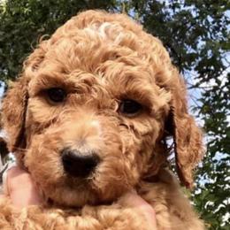 Labradoodles from Jessie’s Doodle Family