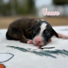 Veuve - Sable female Bernedoodle puppy in Youngstown, Florida from Wonderland’s Boujie Kennels