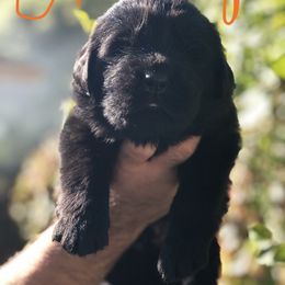 Newfoundland Puppies from Bookcliff Newfies