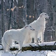 Borzois from Anotak Borzoi
