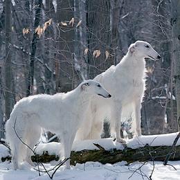 Borzois from Anotak Borzoi