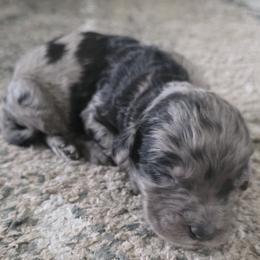 Boy 3 - male Sheepadoodle puppy in Owensville, Missouri from Oak Valley Kennels