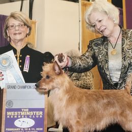 Australian Terriers from Merrigang Australian Terriers