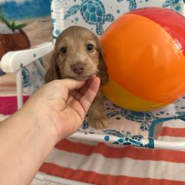 Ace - Fawn (isabella) and cream male Dachshund puppy in Kissimmee, Florida from Dazzling Frenchies and Doxies