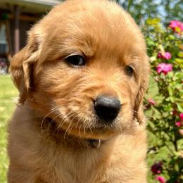 Benny - Golden male Golden Retriever puppy in Doniphan, Missouri from Stockford’s Golden Retrievers