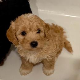 Green Collar - Apricot female Goldendoodle puppy in Valley Center, Kansas from The Goldendoodle Gal