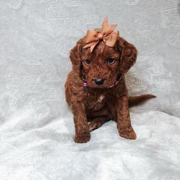 F1B Small Goldendoodle Tulip - Red  female Goldendoodle puppy in Redding, California from Casa Delarosa Poodles & Doodles Collective