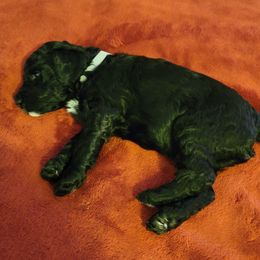 Boy 3 - Goldendoodle puppy in Odell, Nebraska from Kat and Kadoodles