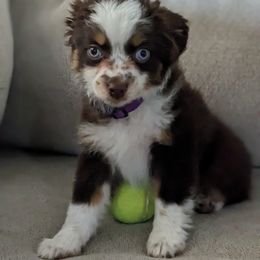 Australian Shepherd and Toy Australian Shepherd Puppies from Little Creek Ranch