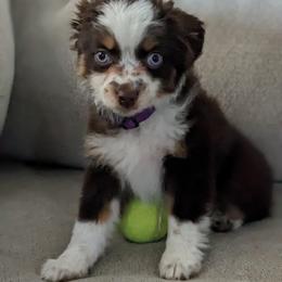 Australian Shepherd and Toy Australian Shepherd Puppies from Little Creek Ranch