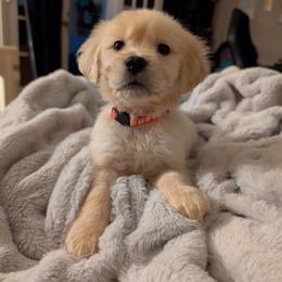 Hot Pink - Light golden female Golden Retriever puppy in Madison, Ohio from Heckmans English Cream Golden Retrievers