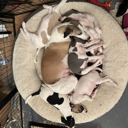 Whippet Puppies from Sonsteby