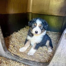 Milka - Red tri-color female Australian Shepherd puppy in Kentland, Indiana from Pine Grove Aussies
